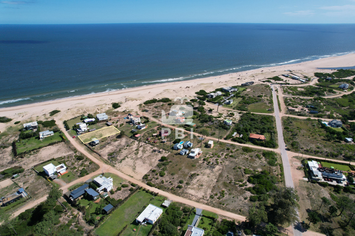 Chihuahua - GoPunta - Portal Inmobiliario de Punta del Este - Maldonado