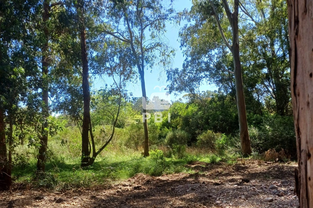 Sauce de Portezuelo - GoPunta - Portal Inmobiliario de Punta del Este - Maldonado