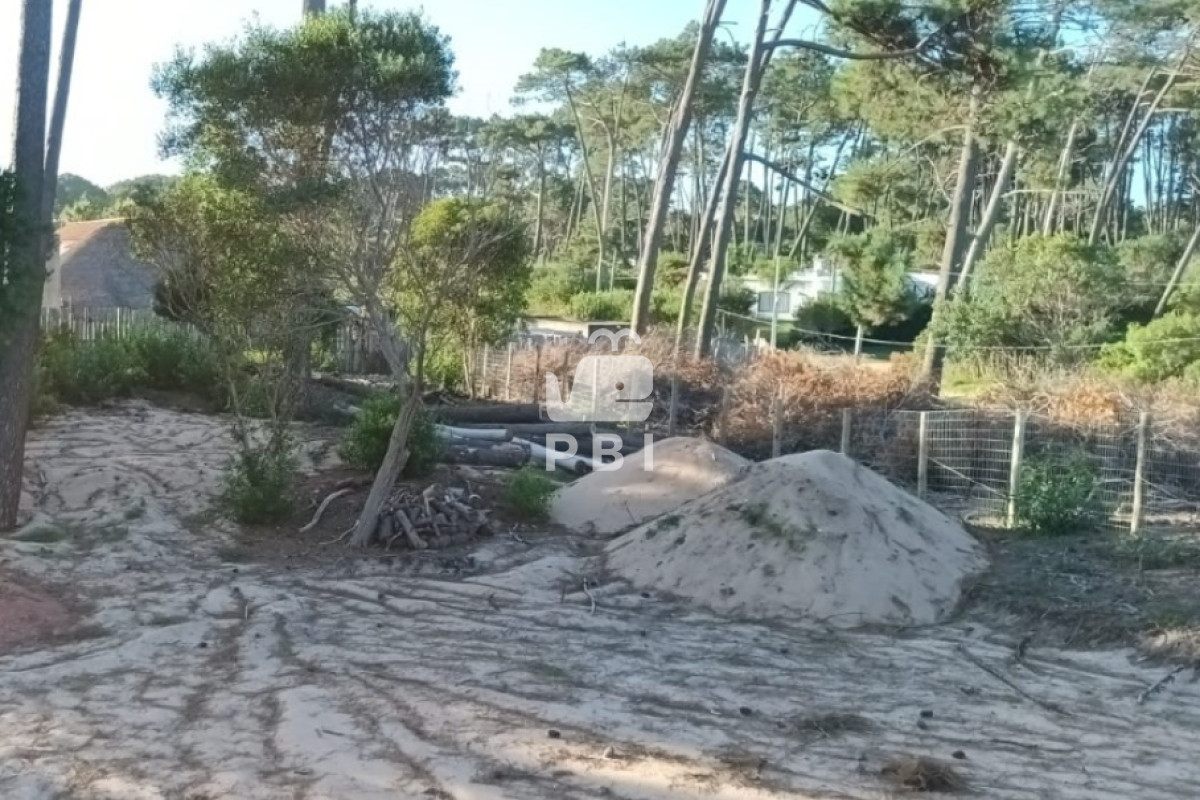 Chihuahua - GoPunta - Portal Inmobiliario de Punta del Este - Maldonado