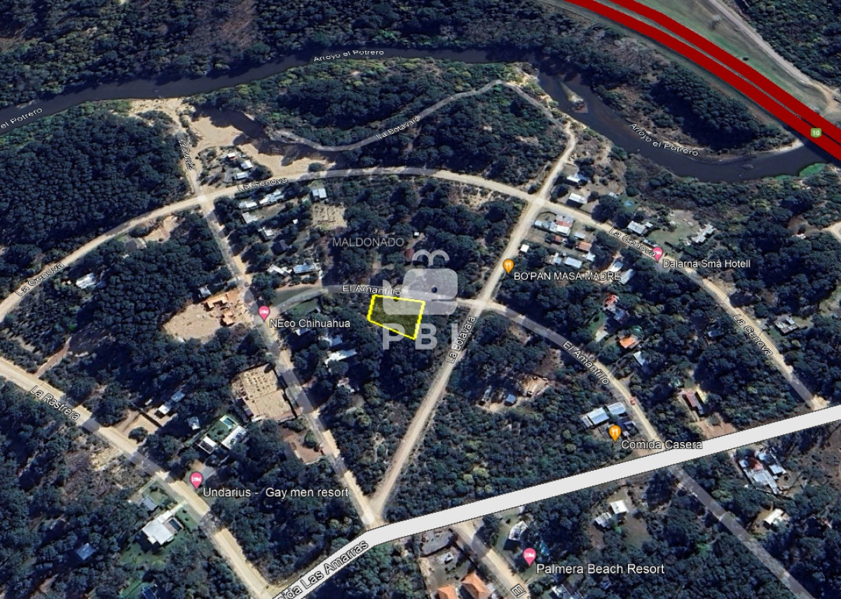 Chihuahua - GoPunta - Portal Inmobiliario de Punta del Este - Maldonado