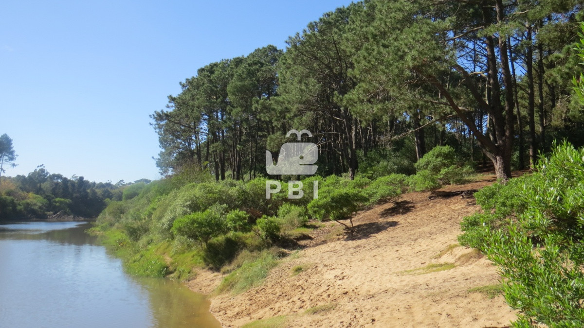 Chihuahua - GoPunta - Portal Inmobiliario de Punta del Este - Maldonado
