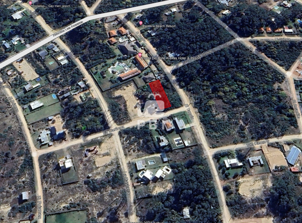 Chihuahua - GoPunta - Portal Inmobiliario de Punta del Este - Maldonado