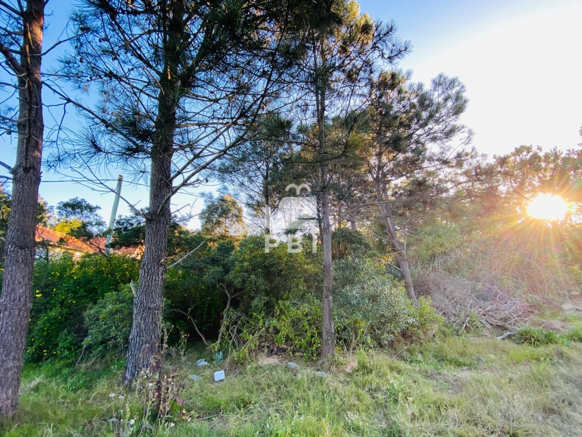 Tio Tom - GoPunta - Portal Inmobiliario de Punta del Este - Maldonado