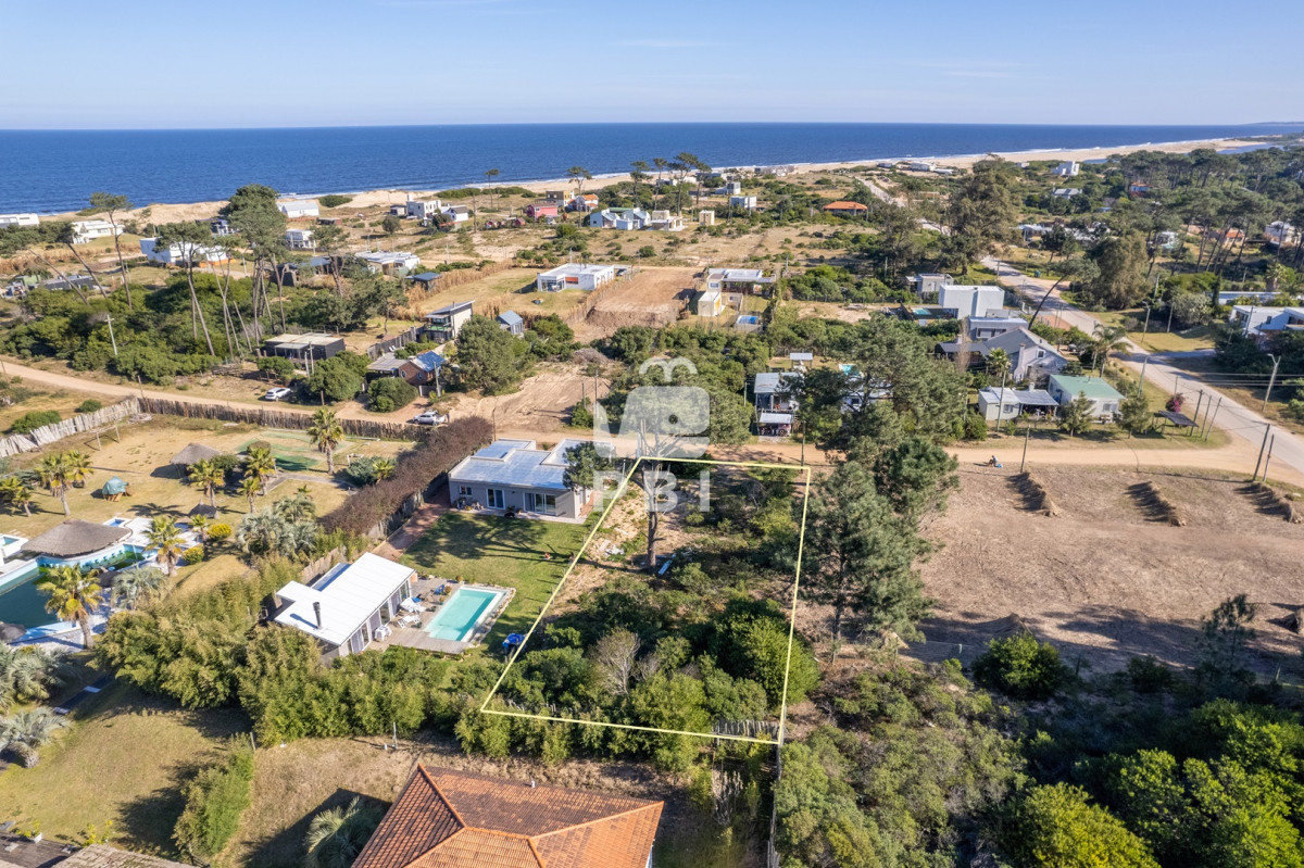 Chihuahua - GoPunta - Portal Inmobiliario de Punta del Este - Maldonado