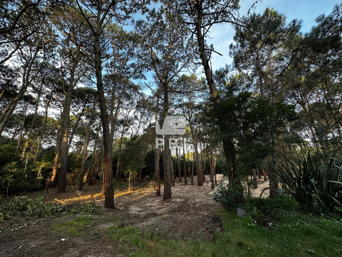 Portezuelo Bosque - GoPunta - Portal Inmobiliario de Punta del Este - Maldonado