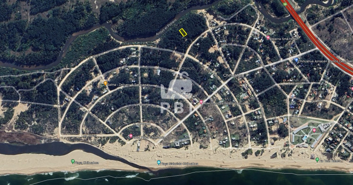 Chihuahua - GoPunta - Portal Inmobiliario de Punta del Este - Maldonado