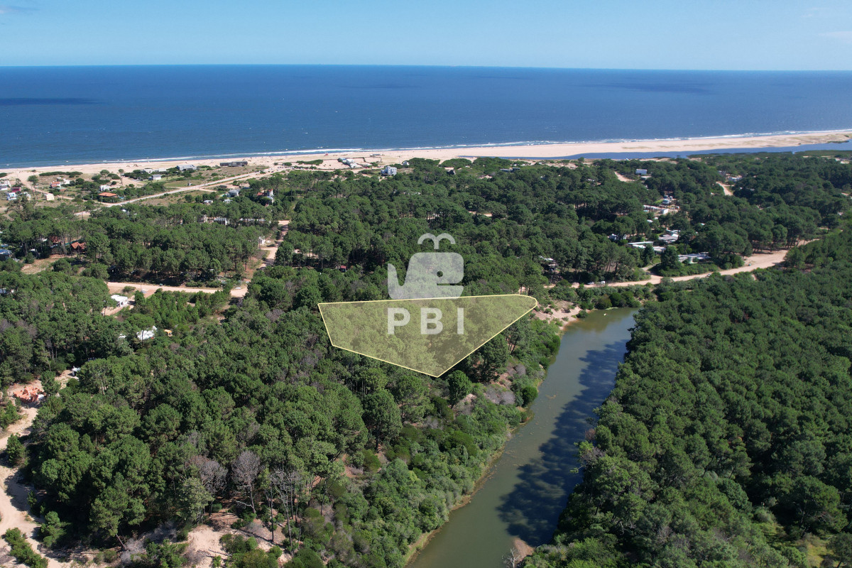 Chihuahua - GoPunta - Portal Inmobiliario de Punta del Este - Maldonado