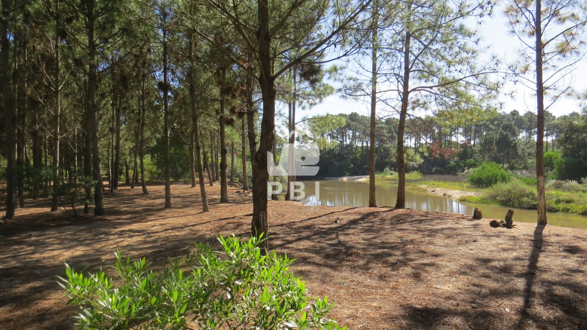 Chihuahua - GoPunta - Portal Inmobiliario de Punta del Este - Maldonado