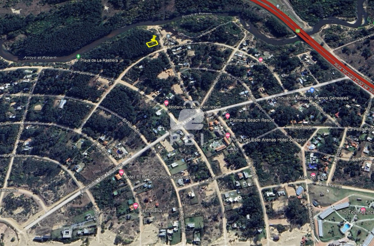 Chihuahua - GoPunta - Portal Inmobiliario de Punta del Este - Maldonado