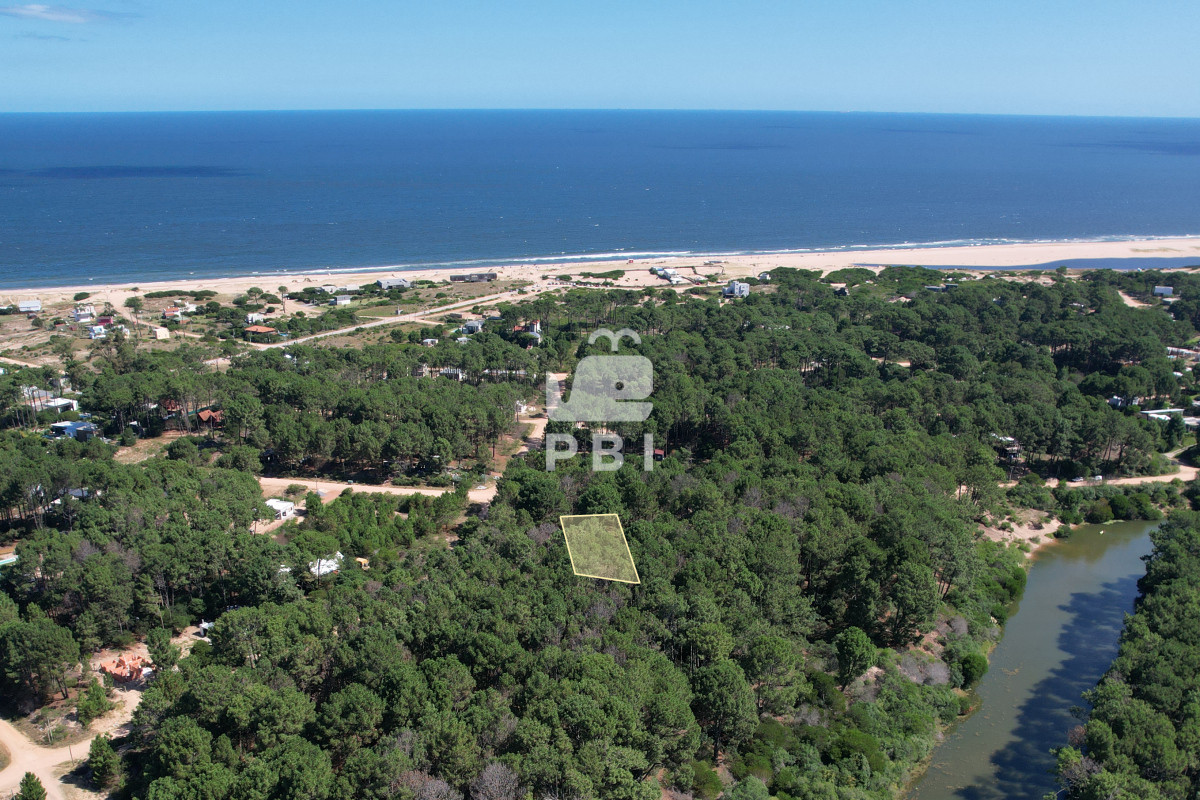 Chihuahua - GoPunta - Portal Inmobiliario de Punta del Este - Maldonado