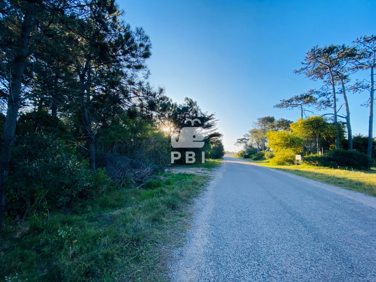 Tio Tom - GoPunta - Portal Inmobiliario de Punta del Este - Maldonado