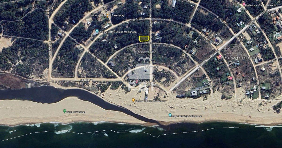 Chihuahua - GoPunta - Portal Inmobiliario de Punta del Este - Maldonado