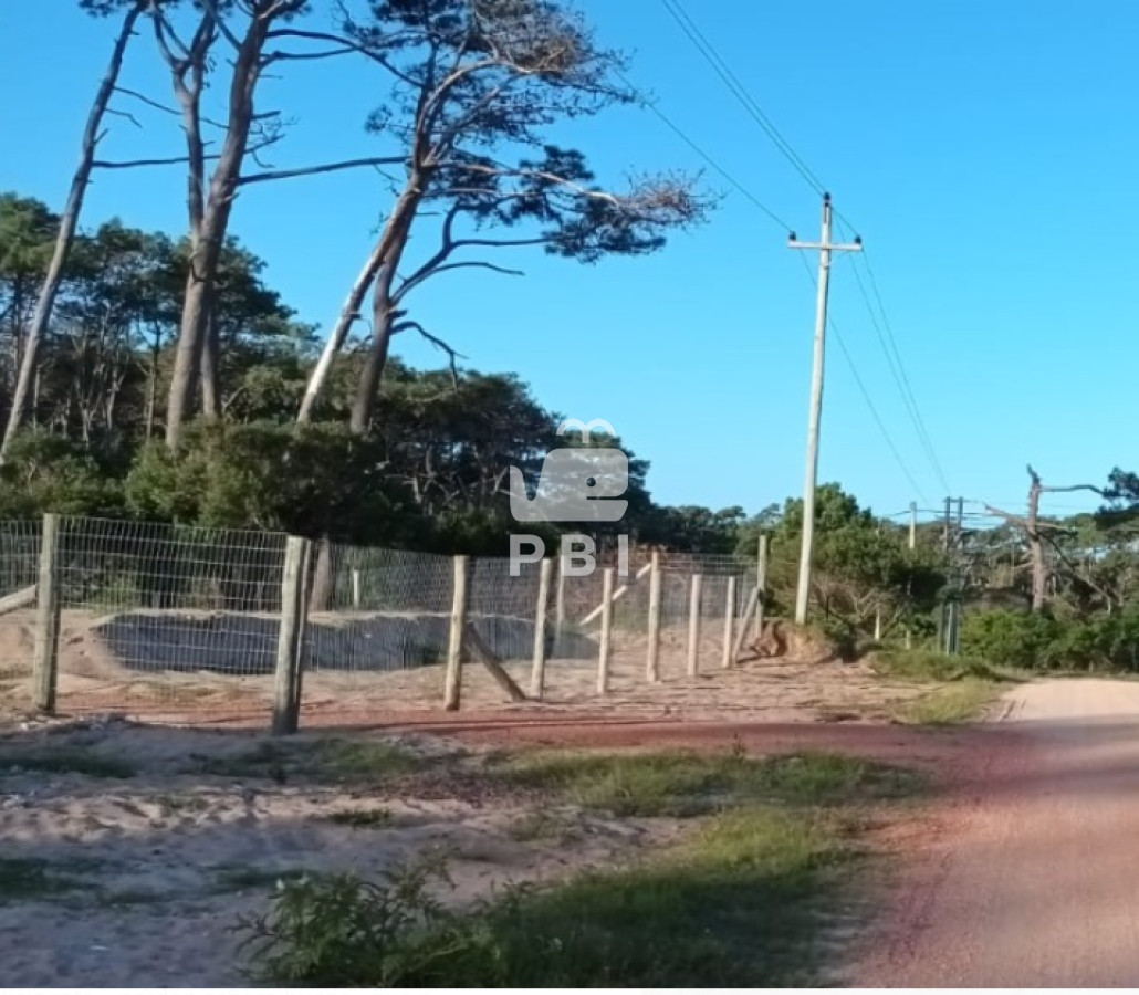 Chihuahua - GoPunta - Portal Inmobiliario de Punta del Este - Maldonado