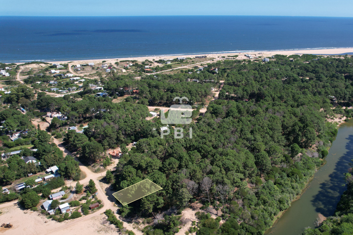 Chihuahua - GoPunta - Portal Inmobiliario de Punta del Este - Maldonado