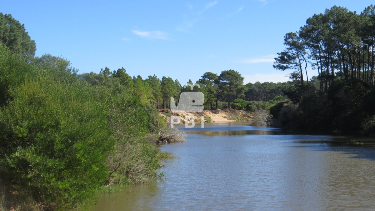 Chihuahua - GoPunta - Portal Inmobiliario de Punta del Este - Maldonado