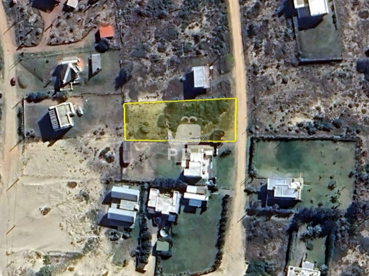 Chihuahua - GoPunta - Portal Inmobiliario de Punta del Este - Maldonado