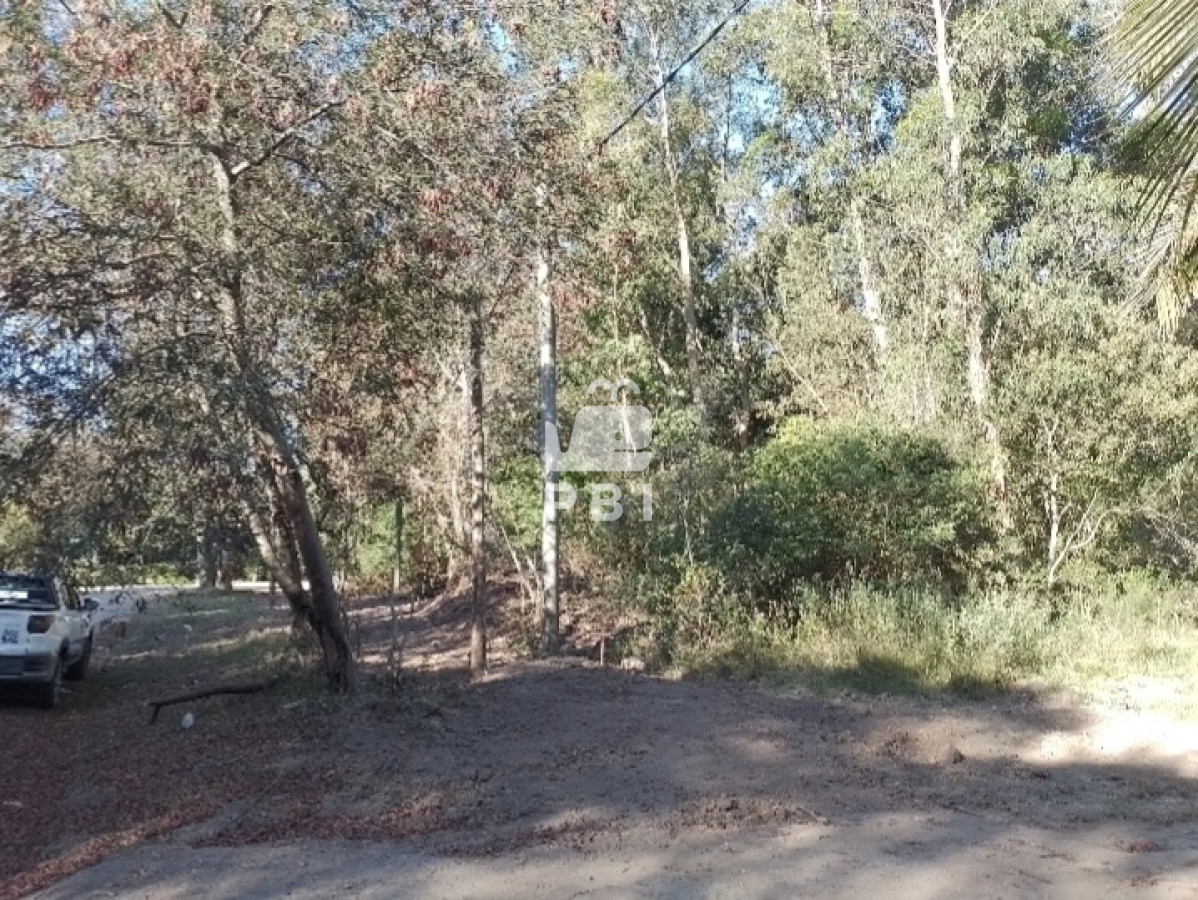 Sauce de Portezuelo - GoPunta - Portal Inmobiliario de Punta del Este - Maldonado