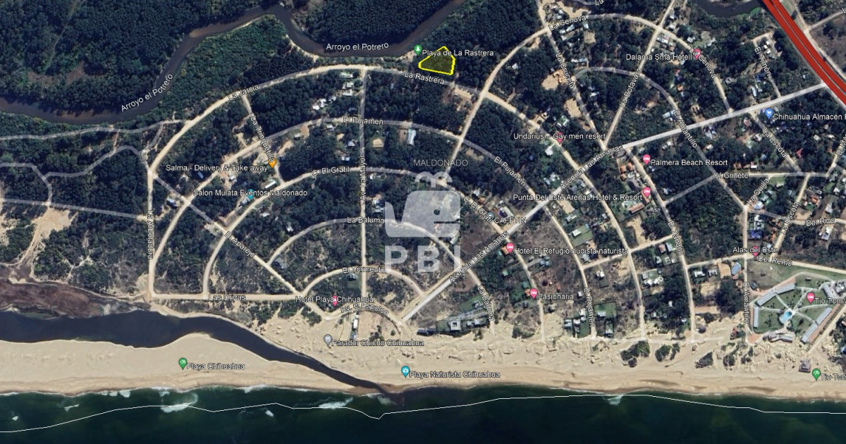 Chihuahua - GoPunta - Portal Inmobiliario de Punta del Este - Maldonado