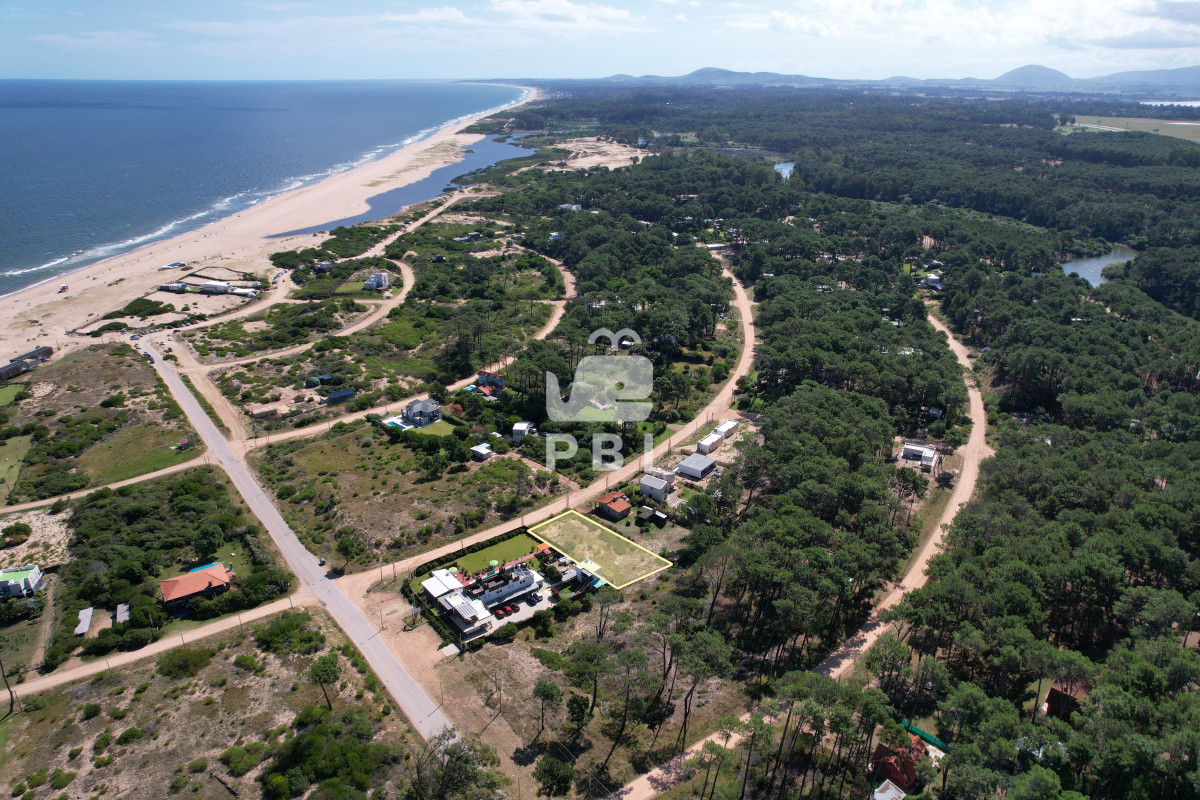 Chihuahua - GoPunta - Portal Inmobiliario de Punta del Este - Maldonado