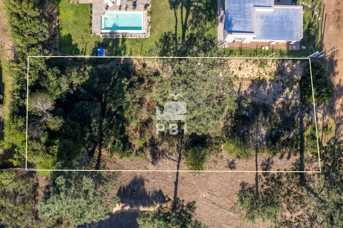 Chihuahua - GoPunta - Portal Inmobiliario de Punta del Este - Maldonado