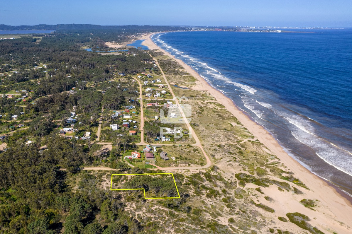 Sauce de Portezuelo - GoPunta - Portal Inmobiliario de Punta del Este - Maldonado