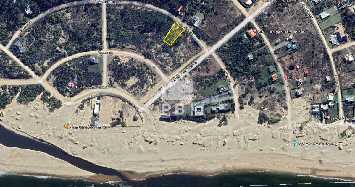 Chihuahua - GoPunta - Portal Inmobiliario de Punta del Este - Maldonado