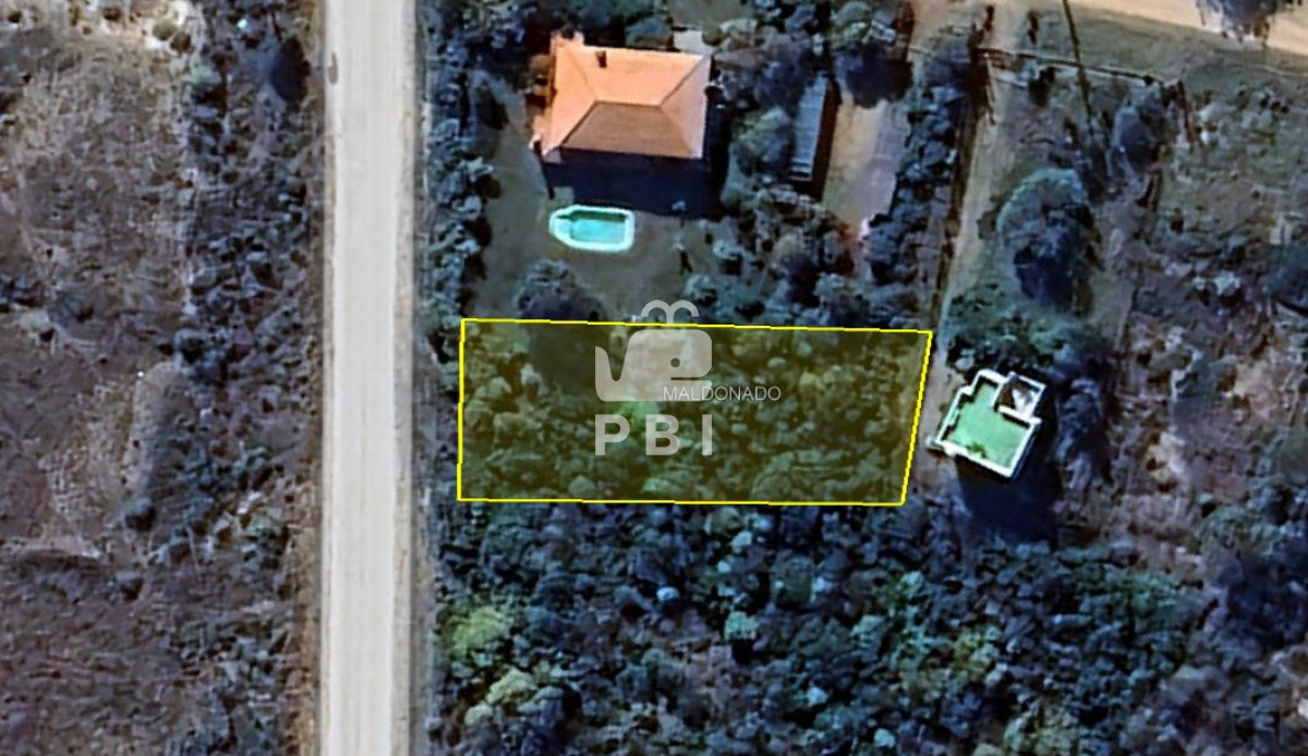Chihuahua - GoPunta - Portal Inmobiliario de Punta del Este - Maldonado