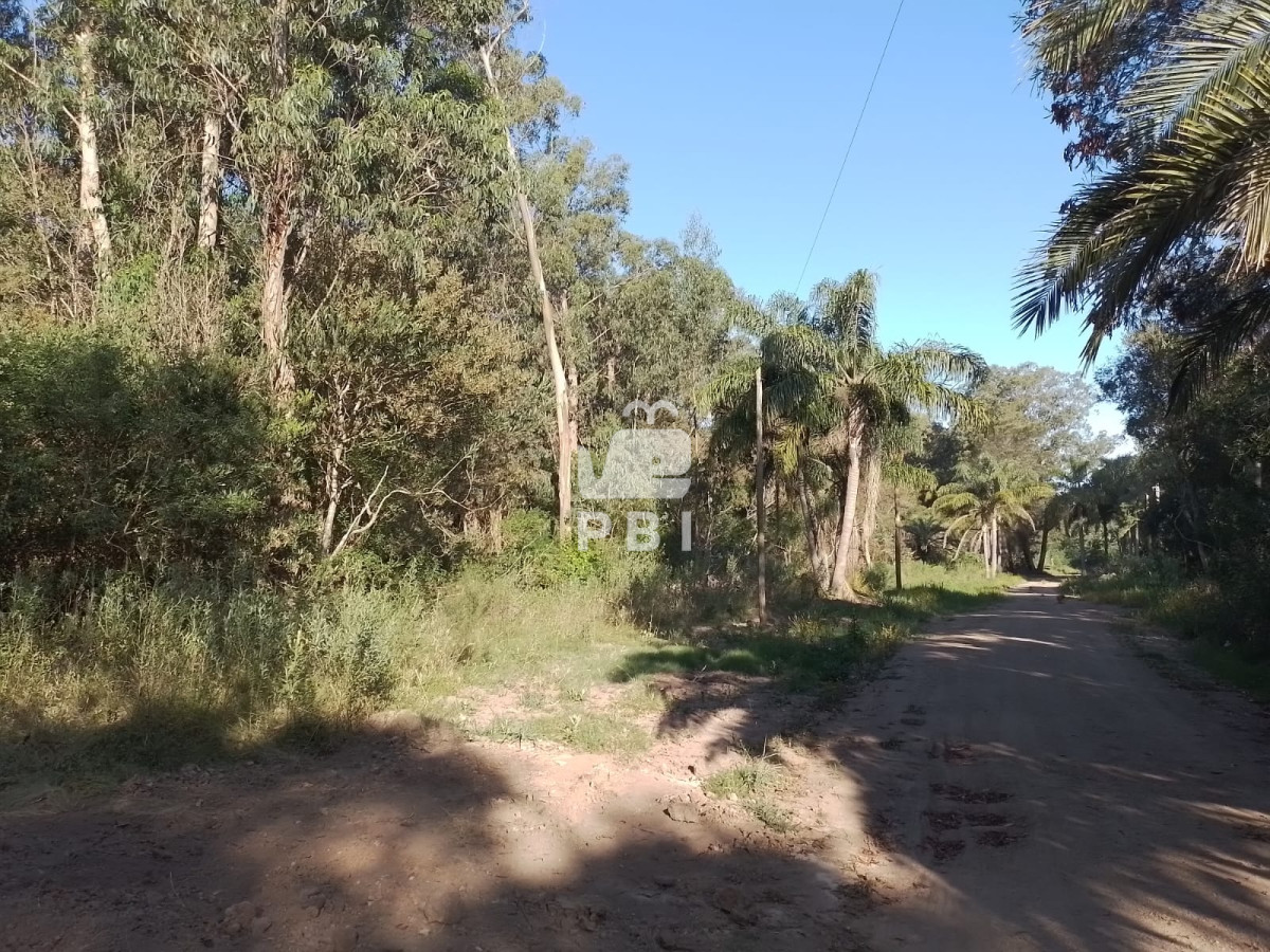 Sauce de Portezuelo - GoPunta - Portal Inmobiliario de Punta del Este - Maldonado