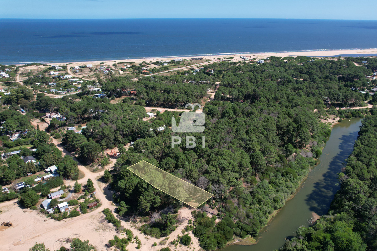 Chihuahua - GoPunta - Portal Inmobiliario de Punta del Este - Maldonado