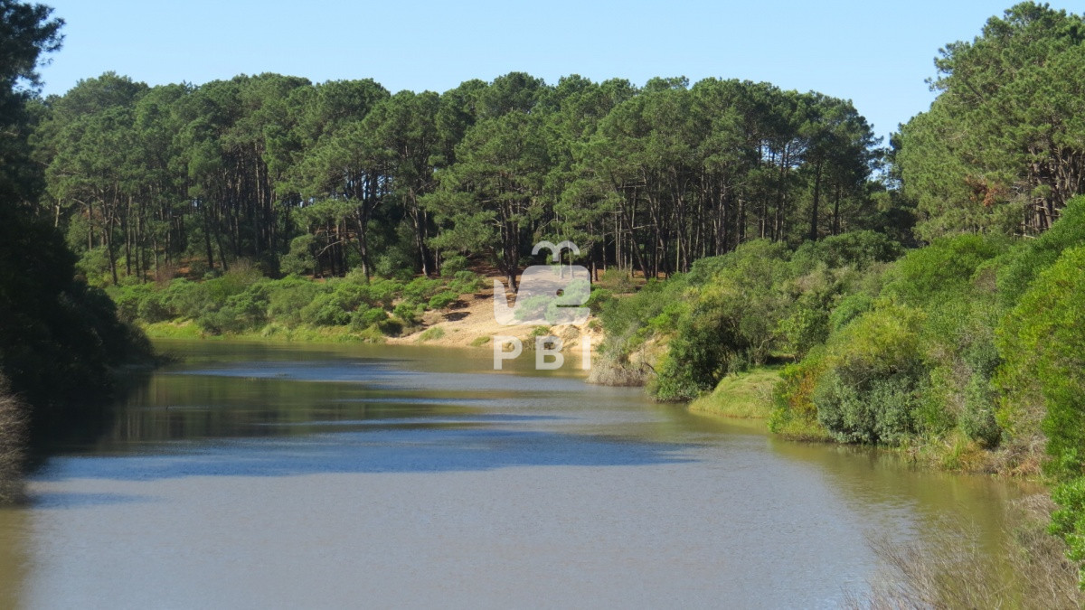 Chihuahua - GoPunta - Portal Inmobiliario de Punta del Este - Maldonado