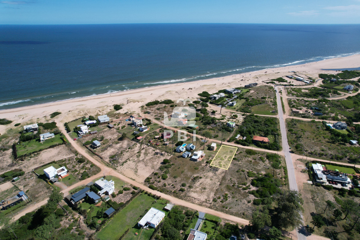 Chihuahua - GoPunta - Portal Inmobiliario de Punta del Este - Maldonado