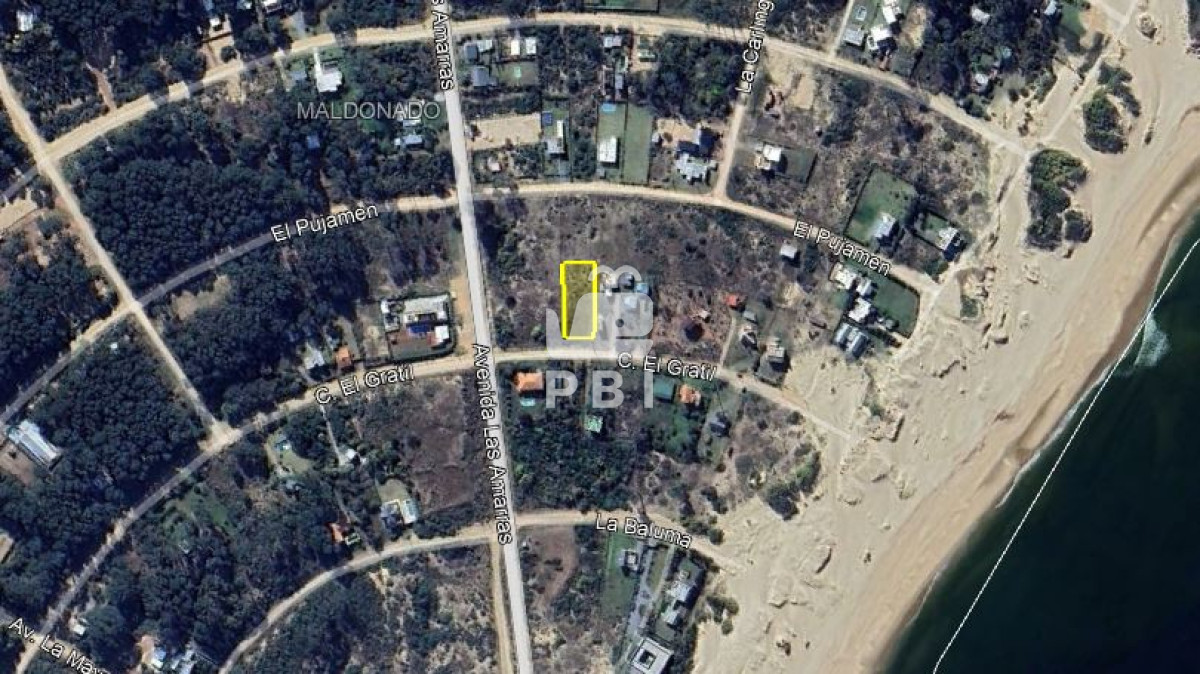 Chihuahua - GoPunta - Portal Inmobiliario de Punta del Este - Maldonado
