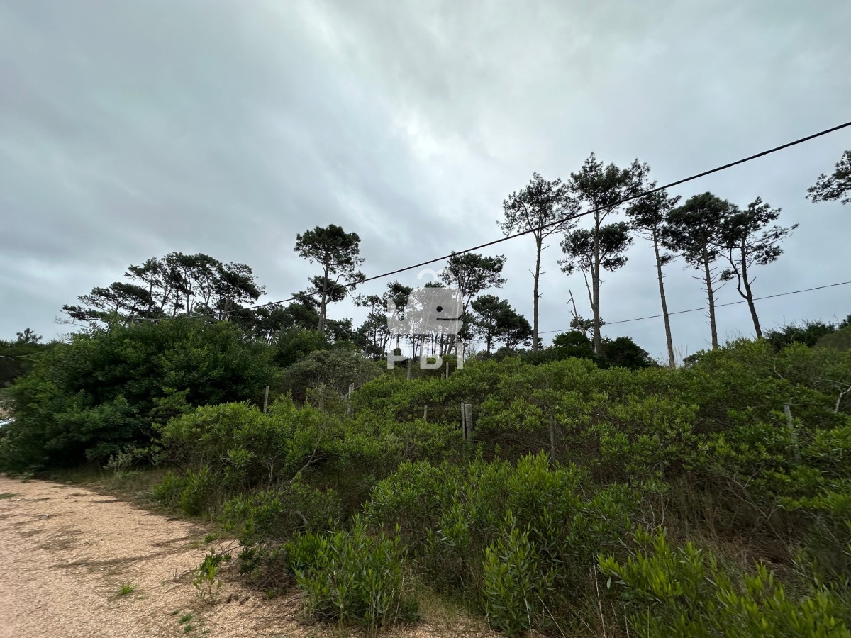 Chihuahua - GoPunta - Portal Inmobiliario de Punta del Este - Maldonado