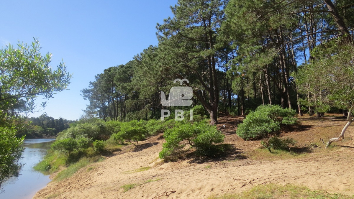 Chihuahua - GoPunta - Portal Inmobiliario de Punta del Este - Maldonado