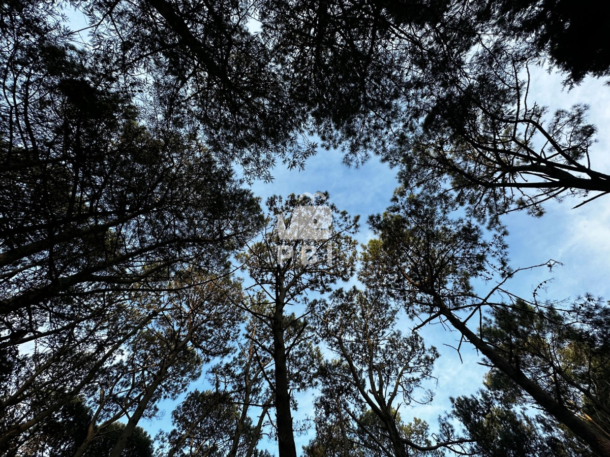 Portezuelo Bosque - GoPunta - Portal Inmobiliario de Punta del Este - Maldonado