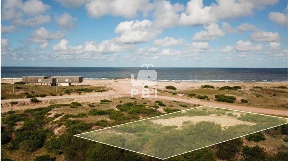Chihuahua - GoPunta - Portal Inmobiliario de Punta del Este - Maldonado