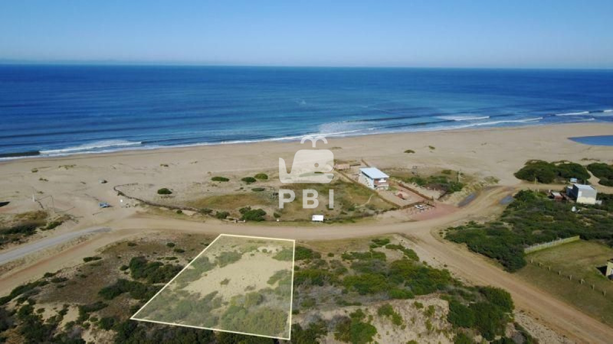 Chihuahua - GoPunta - Portal Inmobiliario de Punta del Este - Maldonado