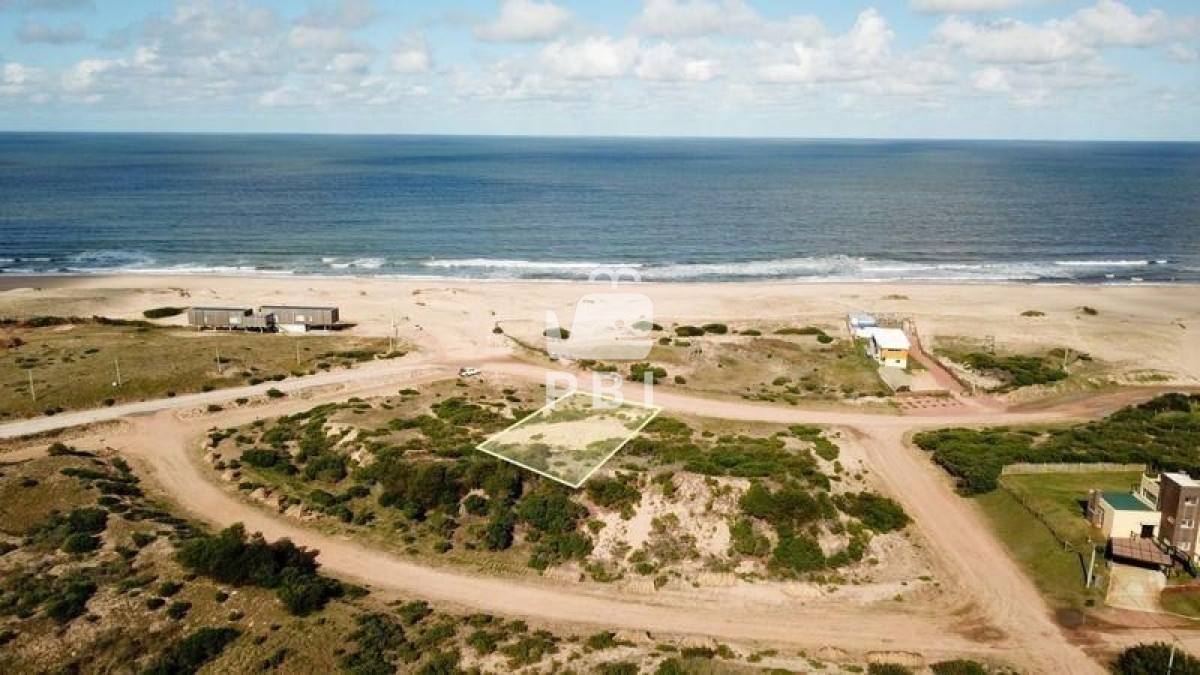Chihuahua - GoPunta - Portal Inmobiliario de Punta del Este - Maldonado