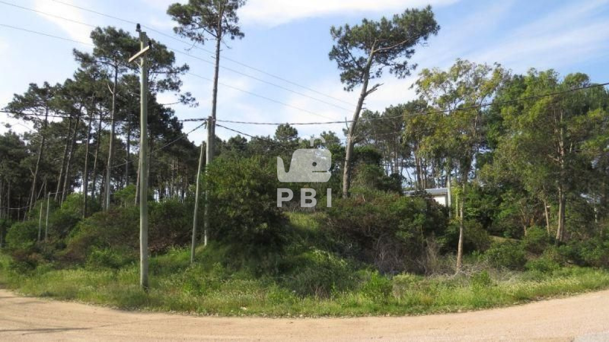 Chihuahua - GoPunta - Portal Inmobiliario de Punta del Este - Maldonado