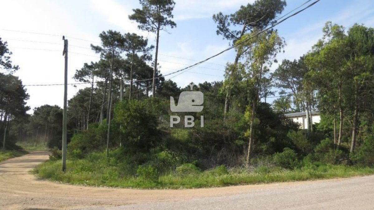 Chihuahua - GoPunta - Portal Inmobiliario de Punta del Este - Maldonado