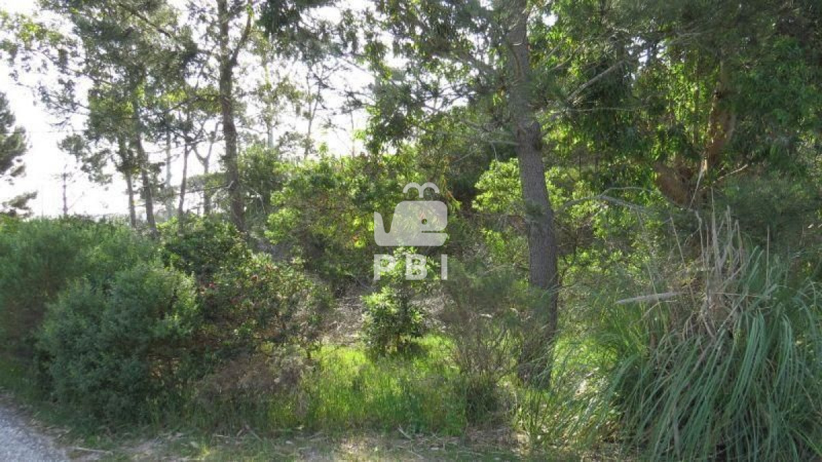 Chihuahua - GoPunta - Portal Inmobiliario de Punta del Este - Maldonado