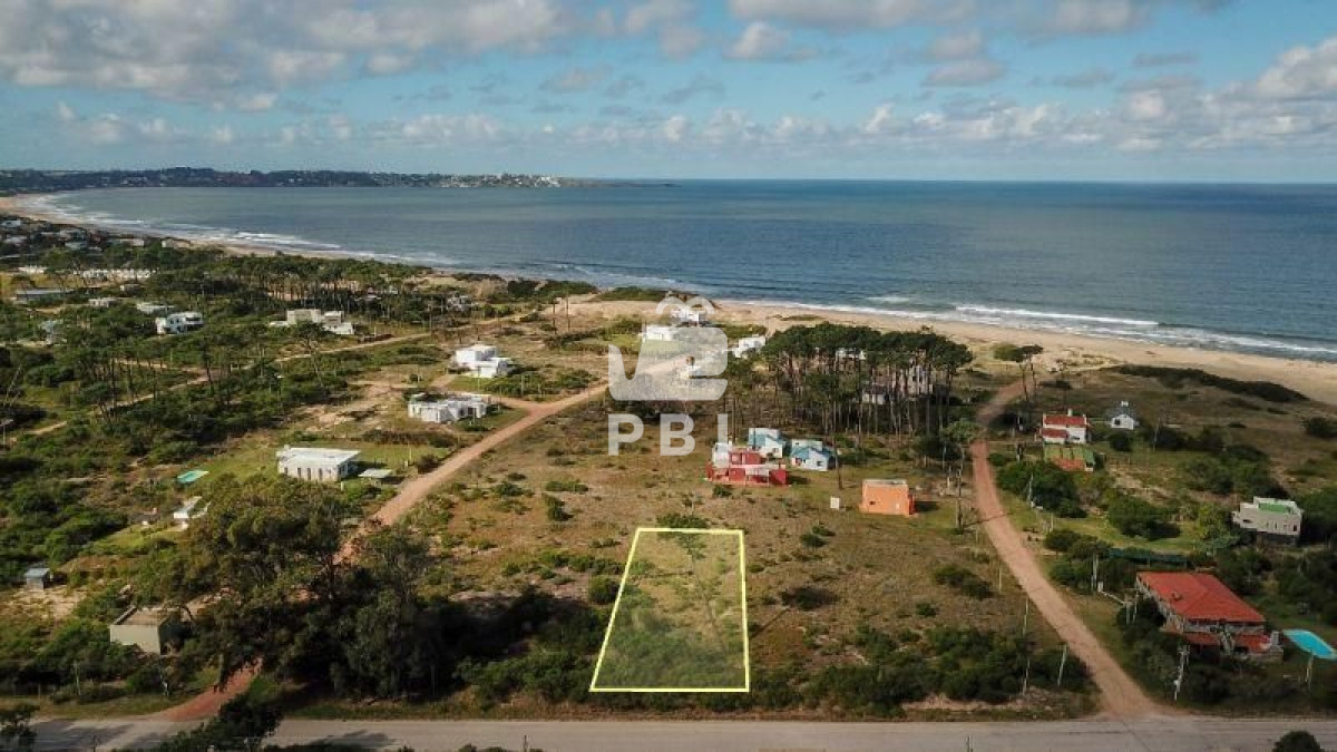 Chihuahua - GoPunta - Portal Inmobiliario de Punta del Este - Maldonado