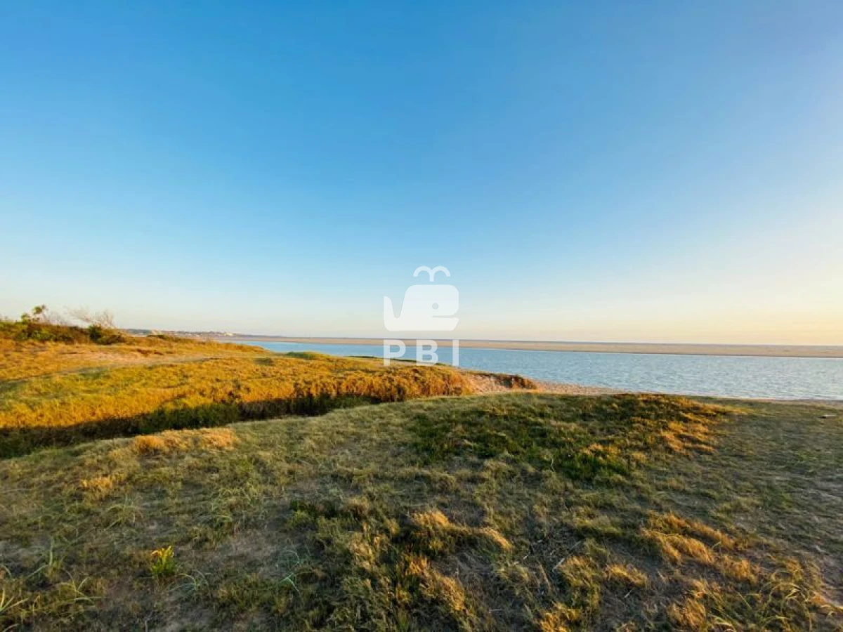 Chihuahua - GoPunta - Portal Inmobiliario de Punta del Este - Maldonado