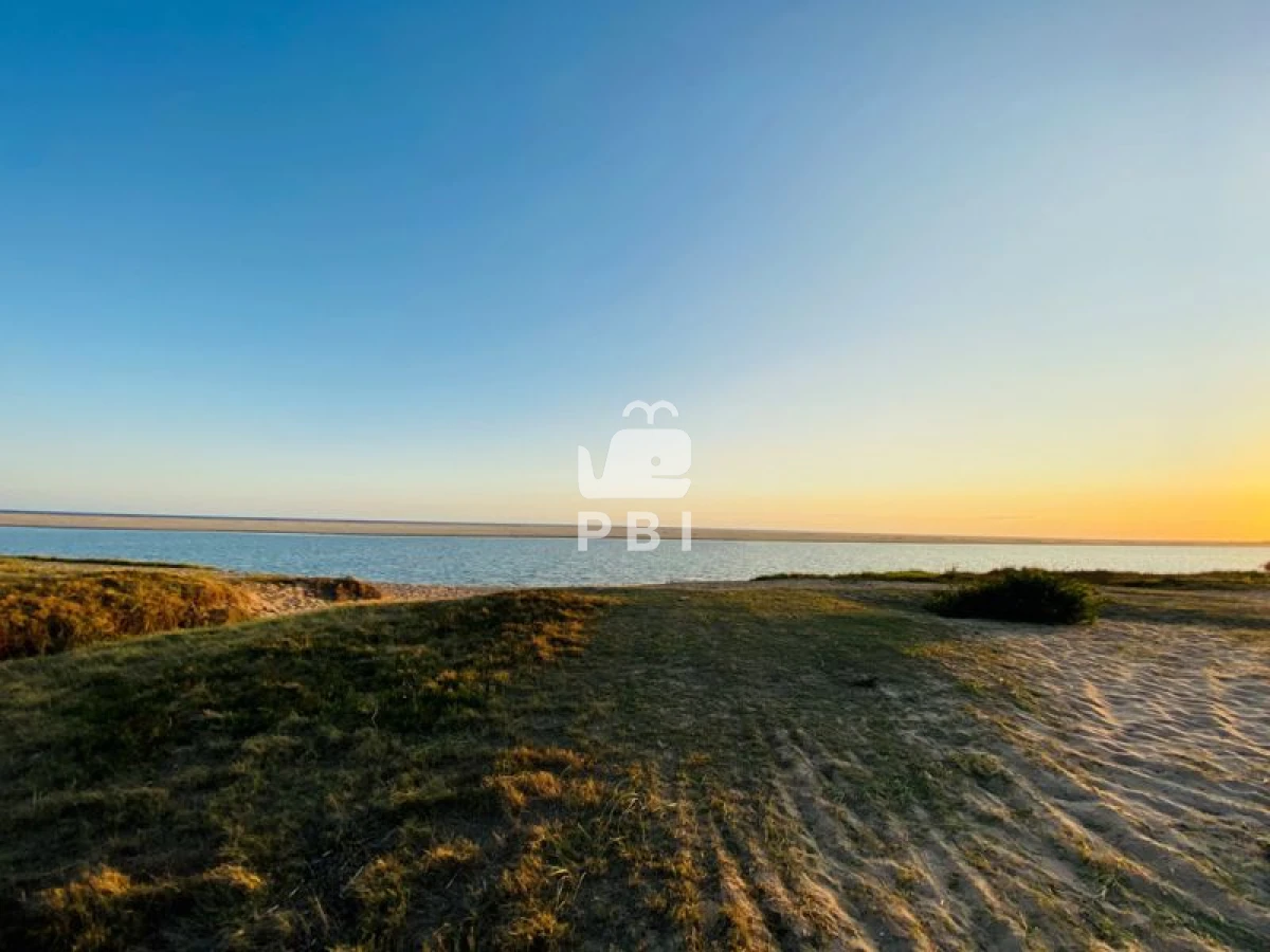 Chihuahua - GoPunta - Portal Inmobiliario de Punta del Este - Maldonado