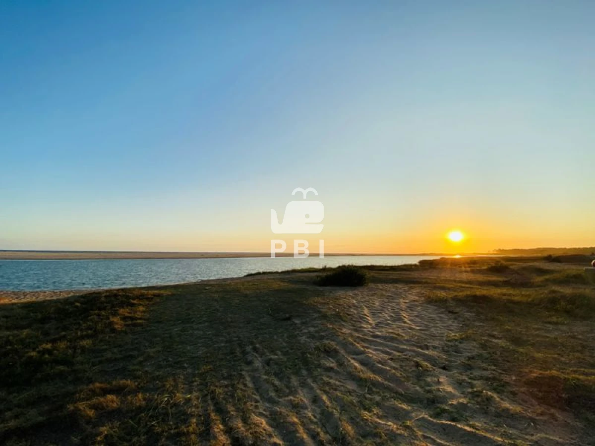 Chihuahua - GoPunta - Portal Inmobiliario de Punta del Este - Maldonado