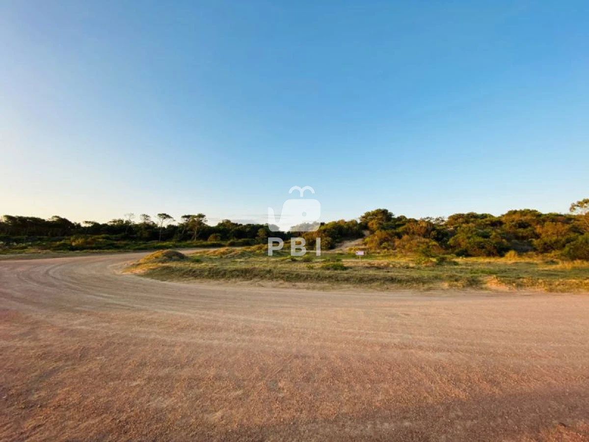 Chihuahua - GoPunta - Portal Inmobiliario de Punta del Este - Maldonado