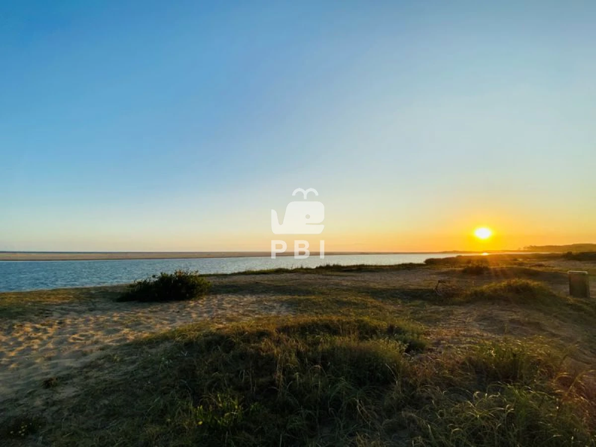 Chihuahua - GoPunta - Portal Inmobiliario de Punta del Este - Maldonado