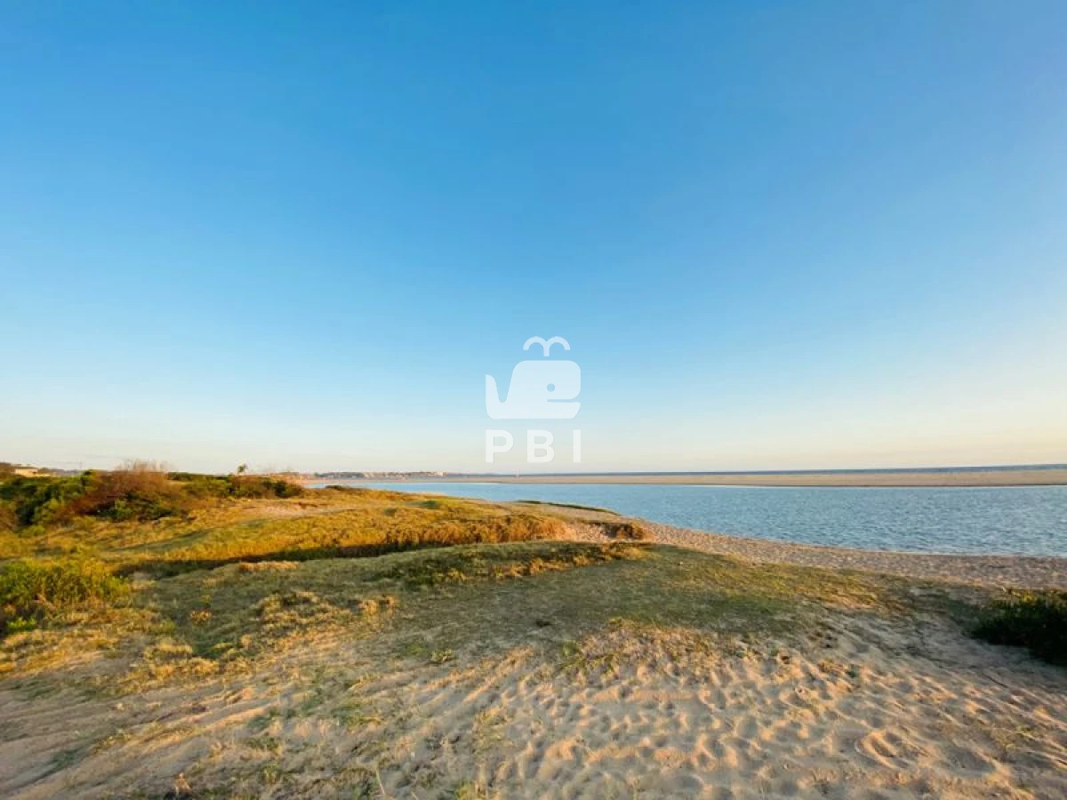 Chihuahua - GoPunta - Portal Inmobiliario de Punta del Este - Maldonado