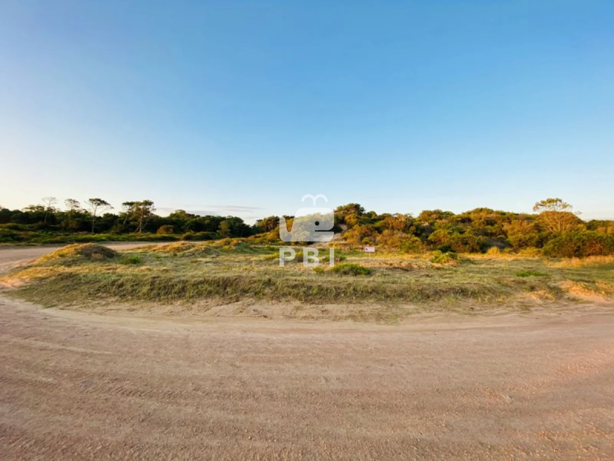 Chihuahua - GoPunta - Portal Inmobiliario de Punta del Este - Maldonado