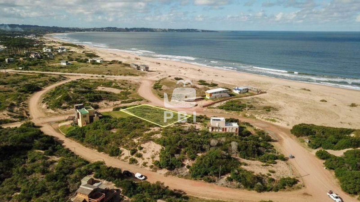 Chihuahua - GoPunta - Portal Inmobiliario de Punta del Este - Maldonado